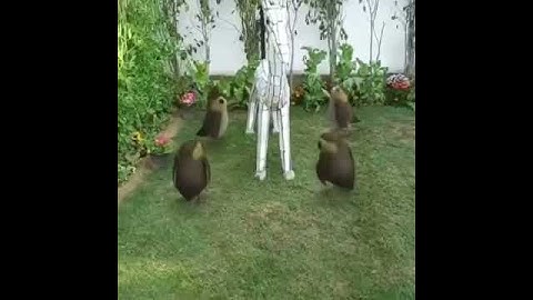 AR | Augmented Reality Videos