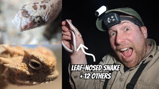 Snakes and Lizards of the High Desert Plains of the Mojave Desert | Field Herping California