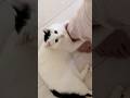 どうしてもかまってほしい猫がこちら