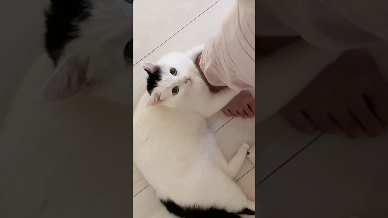 A cat who absolutely needs attention right now - YouTube