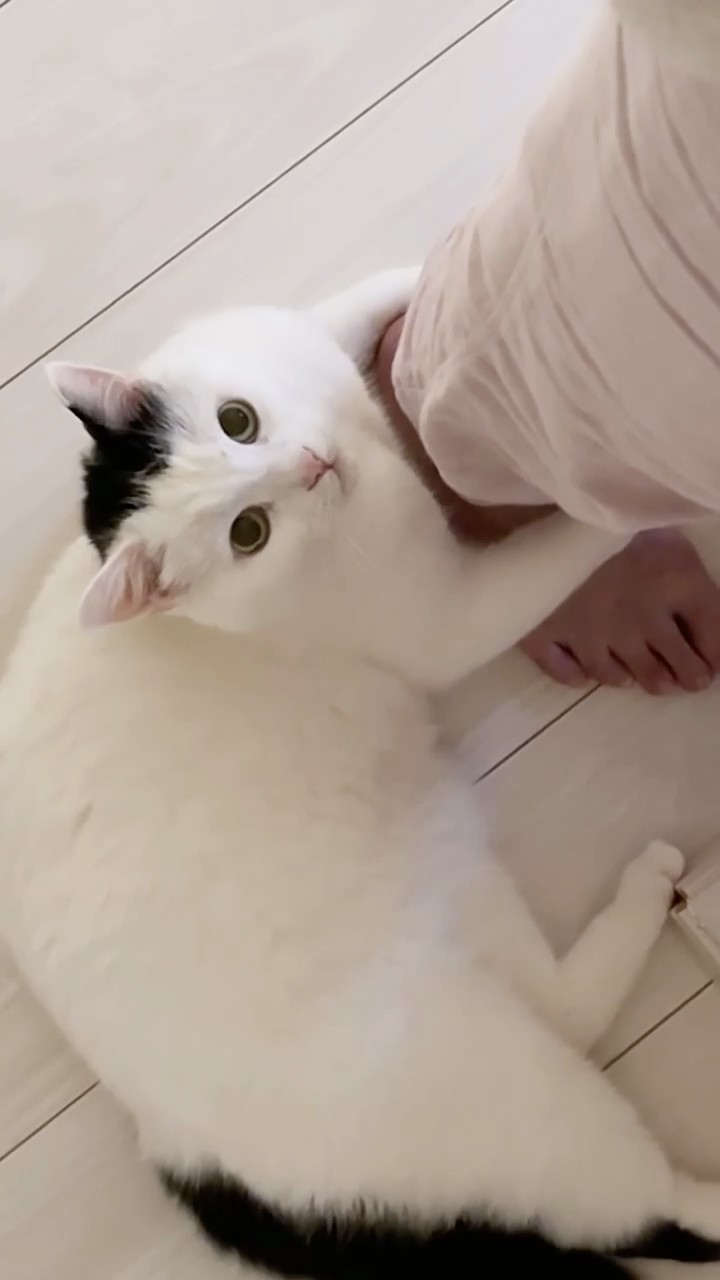 A cat who absolutely needs attention right now - YouTube