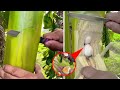 What He Found Inside a Banana Plant Shocked The Whole World