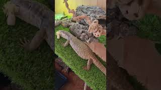 First feeding in the new enclosure