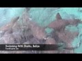 Swimming With Sharks | Belize | Ambergis Caye | Ho Chan | Raising Biz Kidz