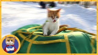 Котик Рыжик катается с горки! Таких приколов ты ещё не видел! Котик Рыжик катается с горки! Таких приколов ты ещё не видел!