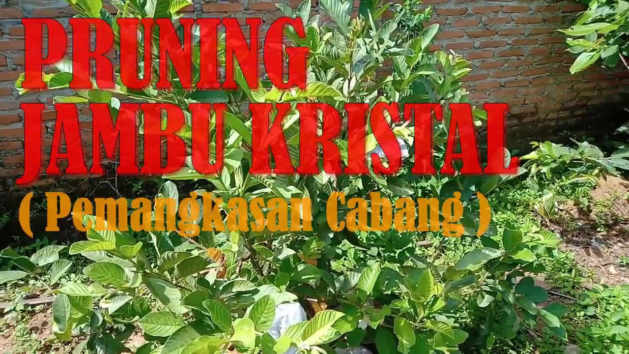 PEMANGKASAN (PRUNING) JAMBU KRISTAL | Pruning Crystal Guava 