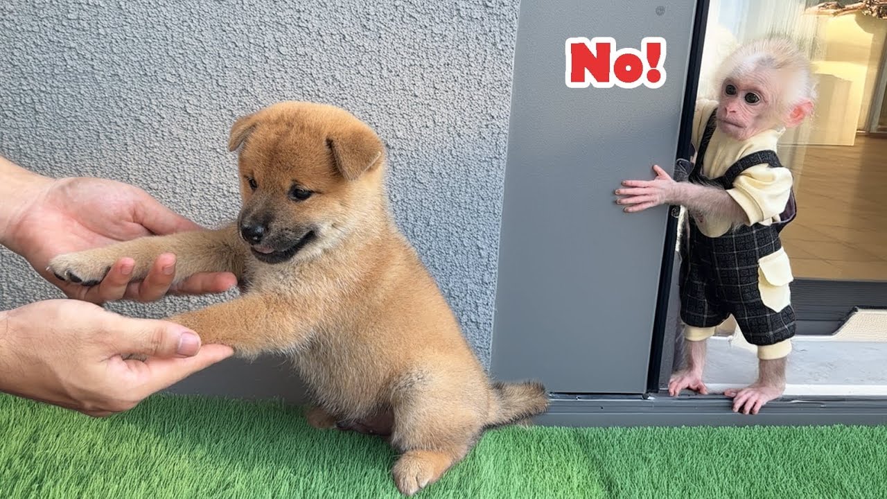 baby monkey Xuka's reaction when someone wants to take the puppy away