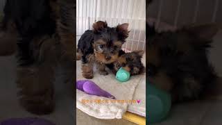 8月16日生まれ兄妹可愛くなって来ましたね💓 #yorkshireterrier #baby