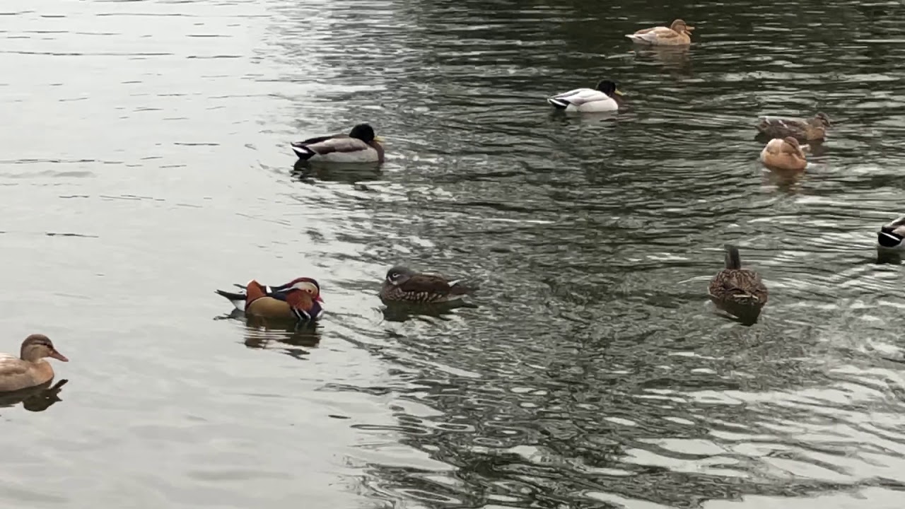 cambridgeshire ramsey Mandarin Duck (aix galericulata)