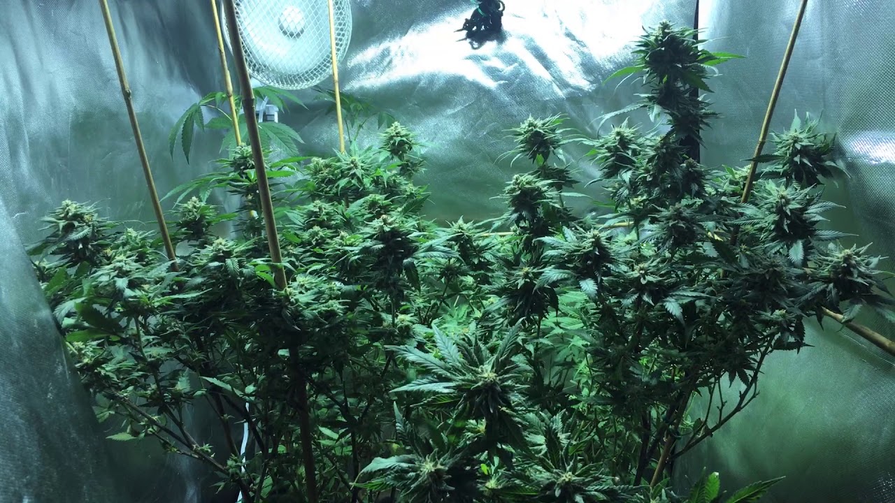 Growing Cannabis: Week 6 of Flower