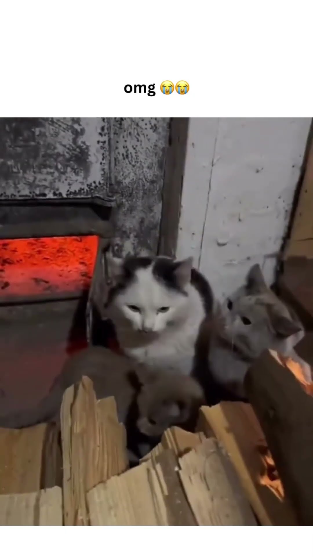 Kittyo just like look at meh kidddsss
