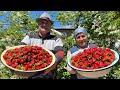 Grandma cooks this every year! Making fresh strawberry jam, compote and cake in village life