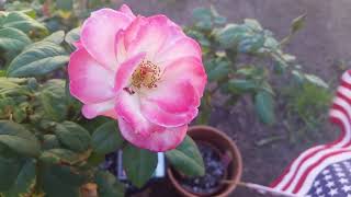B Roll: First Video of Coretta Scott King Rose in 2016