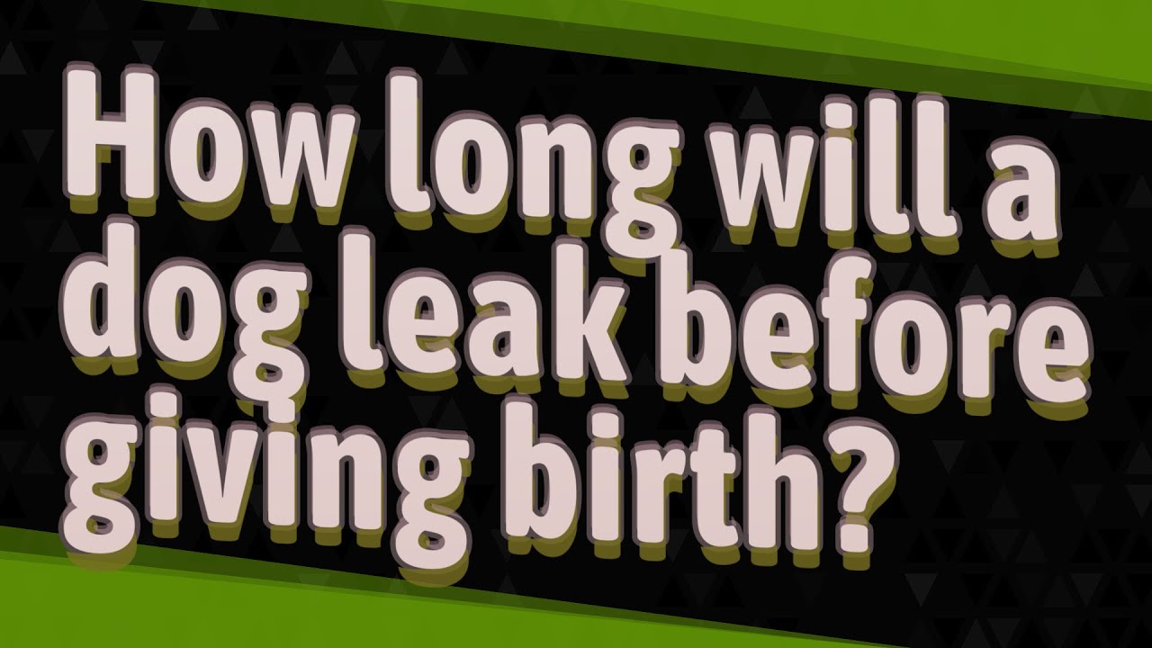 how-long-will-a-dog-leak-before-giving-birth-youtube