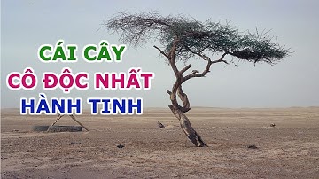 Câu Chuyện Về Cái Cây Cô Độc Nhất Hành Tinh