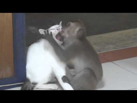 kedi ile maymun arasındaki ibretlik öpüşme sahnesi