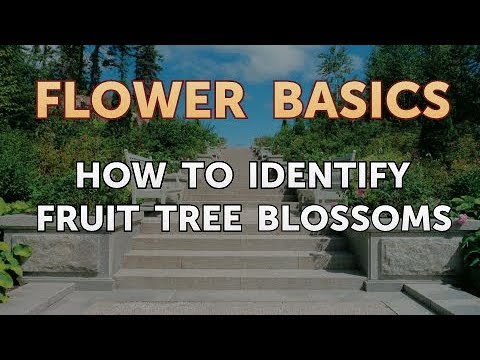 How to Identify Fruit Tree Blossoms