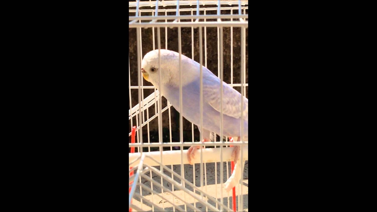Parrocchetto ondulato - naturalista in città