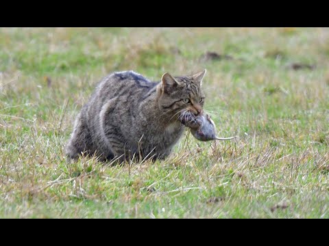 Gato montés cazando