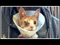 「かなしいよ・・・。」大好きだった飼い主に捨てられた猫。日に日に迫ってくる最期の日。そんな猫に起こった奇跡!【広めたい話】