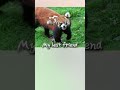 Capybara
