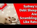 IOTP Preview: Sydney’s Debt Sheep Are Scrambling Like Rats