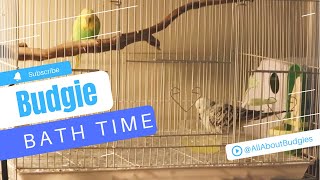 English Budgies Taking A Bath | Budgie Bath Time @AllAboutBudgies by AllAboutBudgies 323 views 2 years ago 2 minutes, 55 seconds