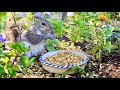 Pennsylvania Bird Cam! Picnic in the Garden! 