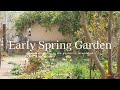 《早春のナチュラルガーデン》新たに植え付けた宿根草❀おすすめ八重咲クリスマスローズ《T's Gardenのガーデニング》