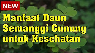 Manfaat Daun Semanggi Gunung untuk Kesehatan