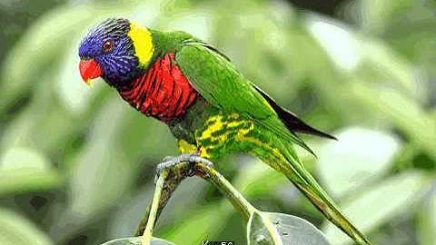 Compress image using K-means algorithm