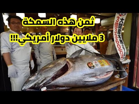 لماذا تعتبر التونة ذات الزعانف الزرقاء باهظة الثمن 3 مليون دولار أمريكي لسمكة واحدة