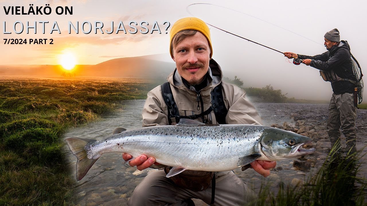 Onko Norjassa vielä lohta? Lohen Perhokalastusta pienellä joella heinäkuussa 2024