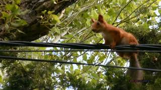  ПУТЕШЕСТВИЕ КРЫМСКОЙ БЕЛКИУ НЕГО НОГИ ЕМУ ДОМОЙ Squirrel TravelHe has legs at home with him