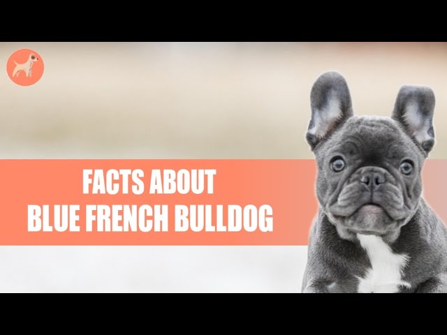 Blue French Bulldog: 5 Facts You Should Know - Youtube