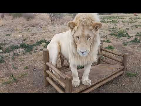 Video: Zarif Zambaklar Martagon