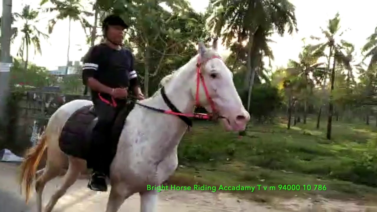 Horse Riding Thiruvananthapuram,kerala YouTube