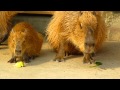 Father capybara has taken his child's apple