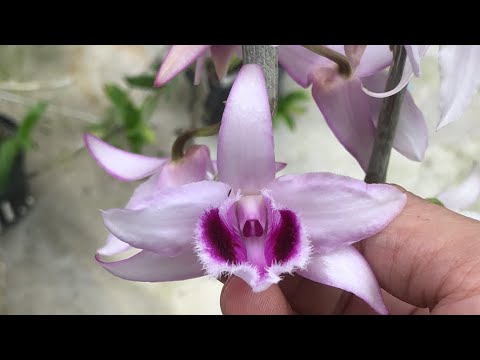 TUẤN DU 0342334567 EM LÊN CHIA SẺ PHI ĐIỆP DAKLAY GIÁ RẺ II LAN RỪNG TÂY BẮC TUẤN DU 0342334567 EM LÊN CHIA SẺ PHI ĐIỆP DAKLAY GIÁ RẺ II LAN RỪNG TÂY BẮC