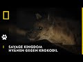 SAVAGE KINGDOM - Hyänen stehlen die Beute eines Krokodils | National Geographic Wild