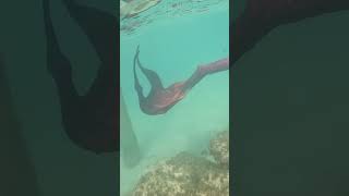 Orange tailed mermaid swimming underwater in the ocean #h2ojustaddwater