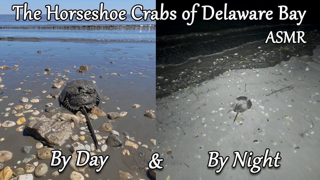 The Horseshoe Crabs of Delaware Bay | ASMR | Day & Night