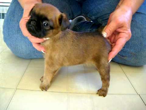 brussels griffon rescue