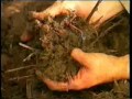 Curso de introducción a la Lombricultura parte 1 de 7