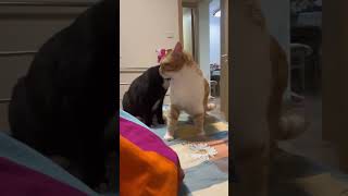 Funny Pets | 2023😂 Funny Dogs And Funny Cats Videos 🐱 🐕 😄 #19