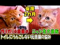 ガリガリ野良からニャン生大逆転…保護2カ月…先住猫とのボス猫争い勃発!
