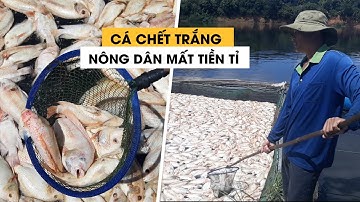 Hàng chục tấn cá chết trắng, nông dân mất bạc tỉ sau 2 ngày mưa