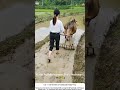 Woman Farmer Harrowing a Paddy with Water Buffalo – Smoothing the Mud
