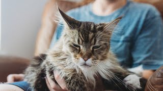 Are Maine Coons Lap Cats? #MaineCoon Monday 12 by Life with Maine Coon Cats 3,100 views 6 months ago 1 minute, 24 seconds