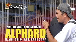 Piala Raja 2025 - Aksi Murai Batu ALPHARD Yang menggila di gelaran Piala Raja ke 25 tahun.H.Ari Bejo
